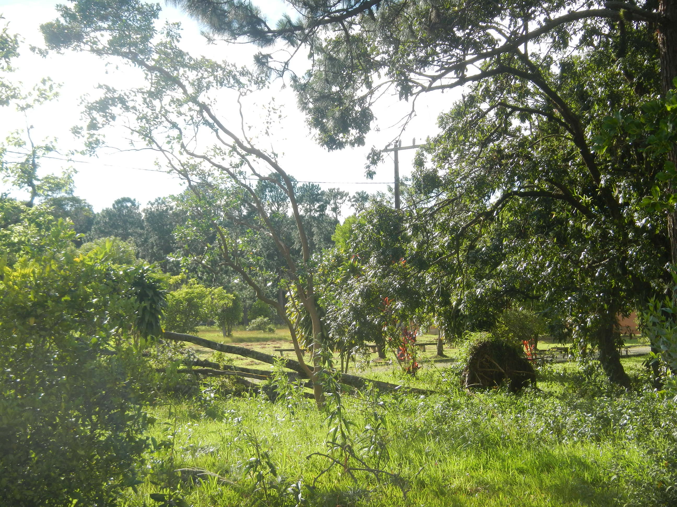 20161205 Fazenda Prejuízos após ciclone CeFA 023 Queda de árvores.jpg