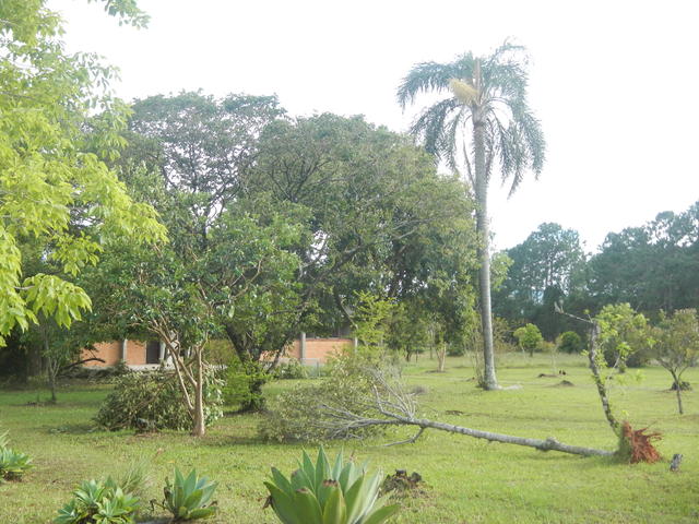 20161205 Fazenda Prejuízos após ciclone CeFA 032 queda de árvores.jpg