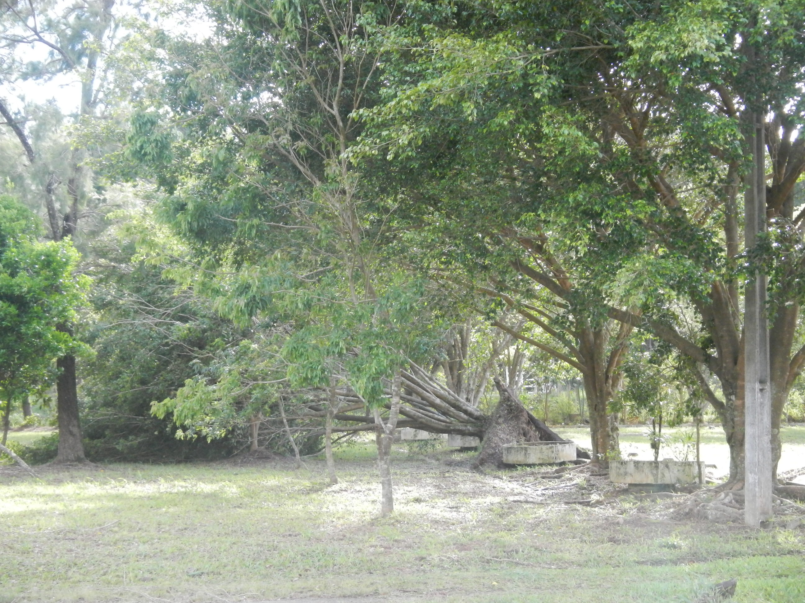 20161205 Fazenda Prejuízos após ciclone CeFA 033 Queda de árvores.jpg