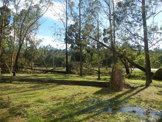 20161205 Fazenda Prejuízos após ciclone CeFA 053 Queda de árvores.jpg