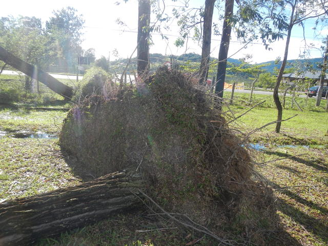 20161205 Fazenda Prejuízos após ciclone CeFA 054 Queda de árvores.jpg