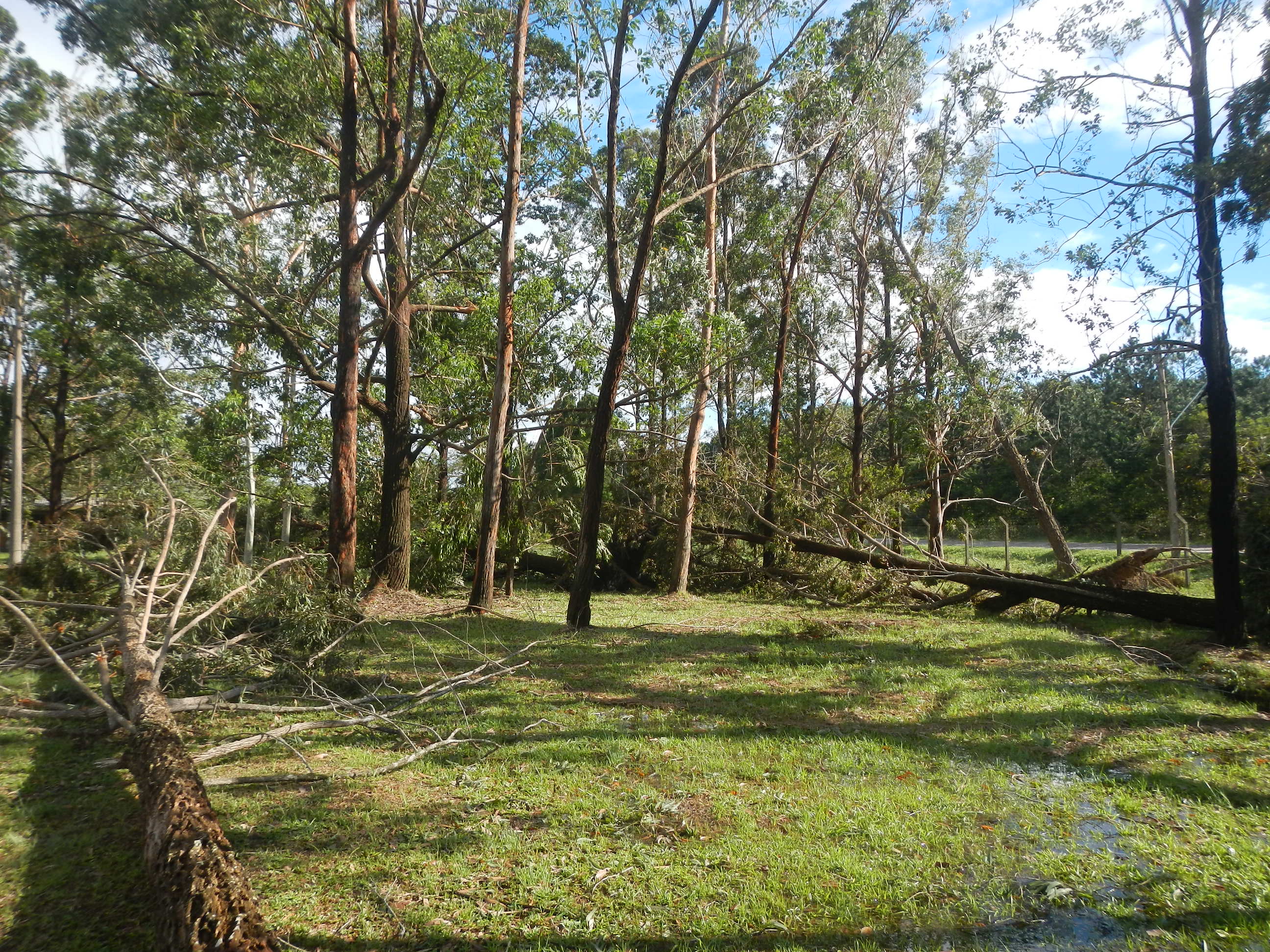 20161205 Fazenda Prejuízos após ciclone CeFA 055 Queda de árvores.jpg