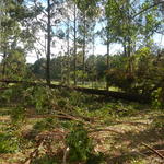 20161205 Fazenda Prejuízos após ciclone CeFA 057 Queda de árvores.jpg