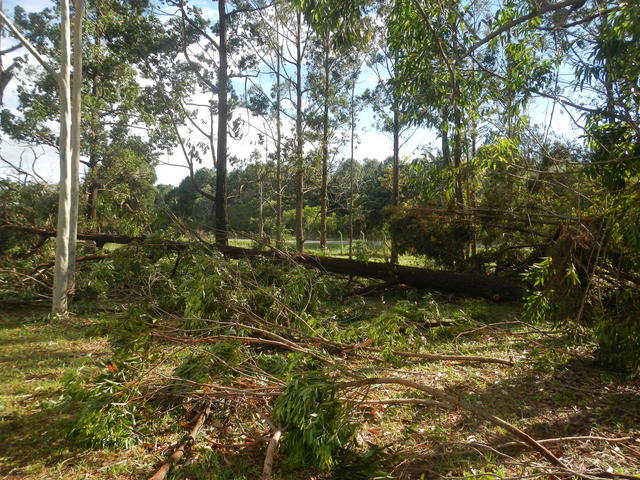 20161205 Fazenda Prejuízos após ciclone CeFA 057 Queda de árvores.jpg