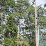 20161205 Fazenda Prejuízos após ciclone CeFA 062 Queda de árvores sobre fiação elétrica poste.jpg