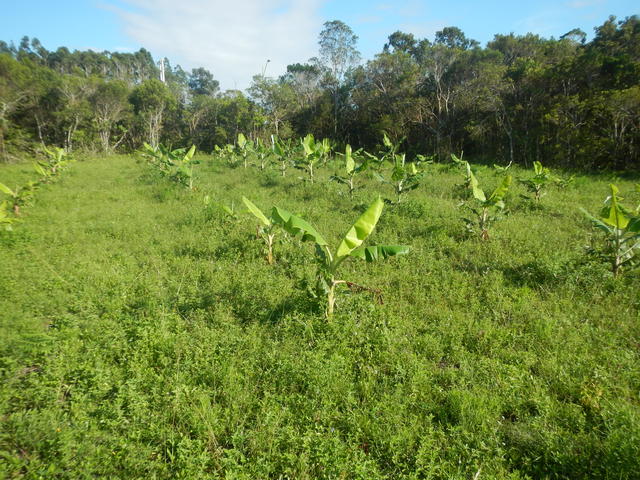 20161226 Fazenda Fruticultura Pomar Bananal.jpg