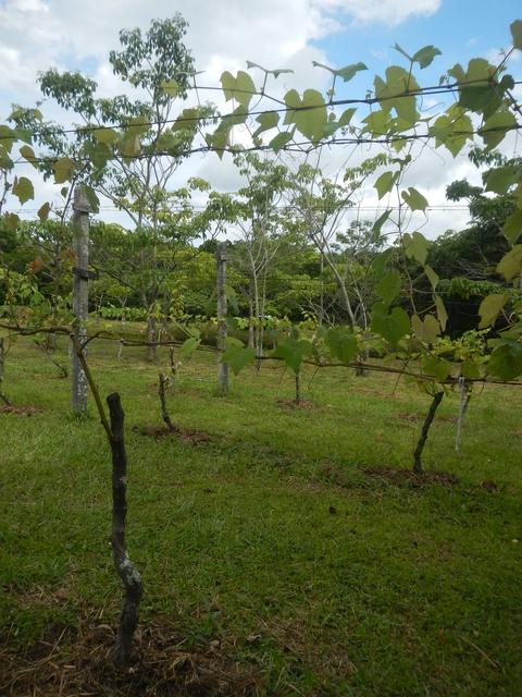 20170126 Fazenda Fruticultura parreira uva.jpg