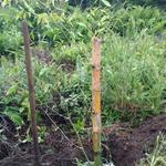 20170203 Fazenda Bambuseto antigo plantio novo possível Guadua amplexifolia.jpg
