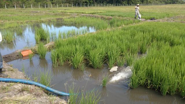 20170224 Fazenda  Lavouras EnchimentoQuadras de arroz Ricicultura.jpg