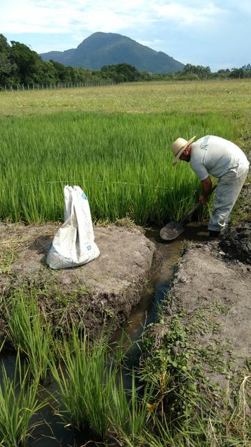 20170224 Fazenda  Lavouras EnchimentoQuadras de arroz Ricicultura (1).jpg