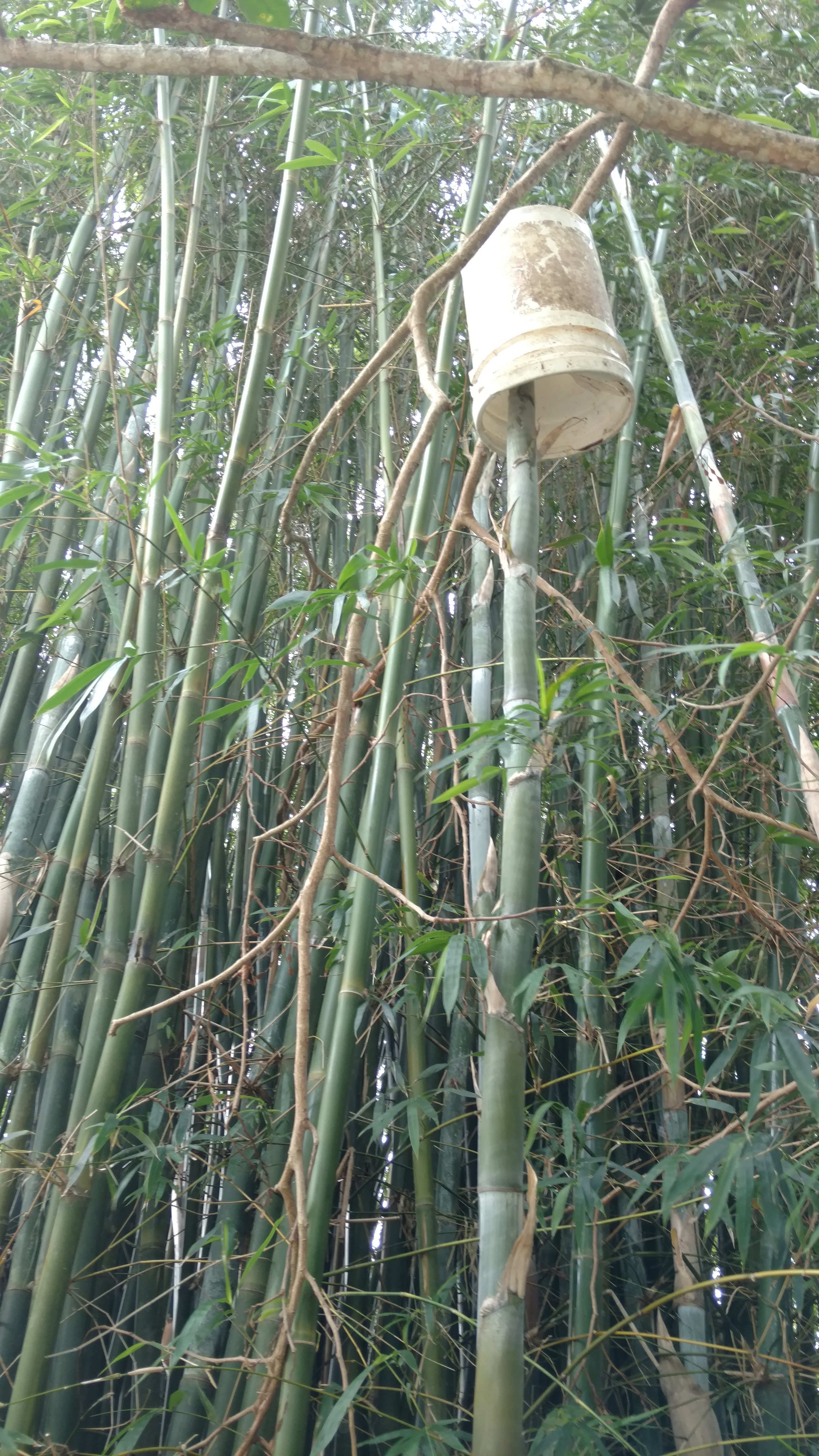 20170317 Fazenda Bambu broto levantando balde.jpg