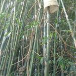 20170317 Fazenda Bambu broto levantando balde.jpg