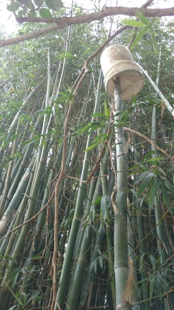 20170317 Fazenda Bambu broto levantando balde (1).jpg