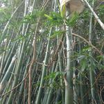 20170317 Fazenda Bambu broto levantando balde (2).jpg