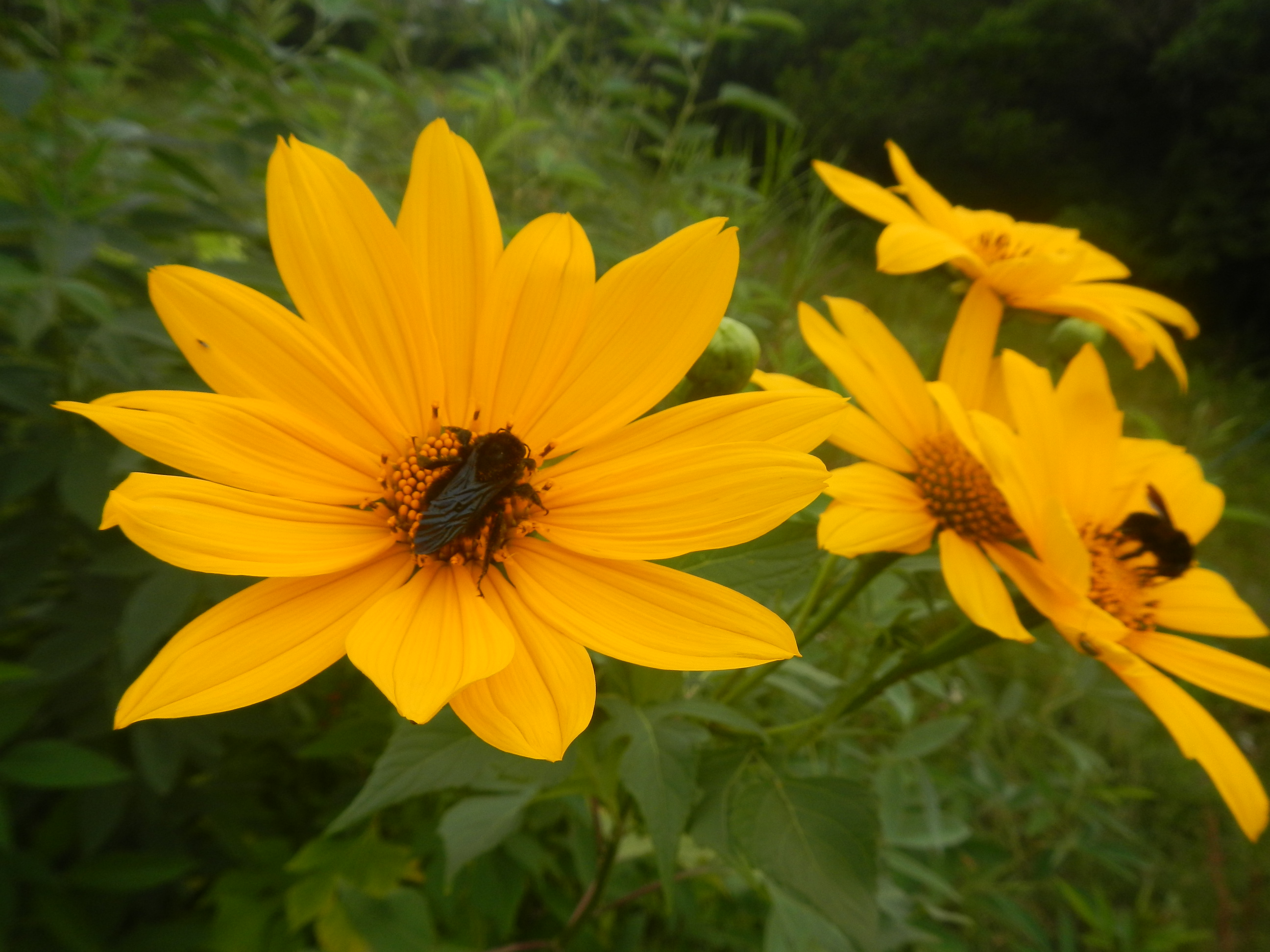 20170426 Fazenda entomologia insetos florada margaridão abelhas 002.jpg