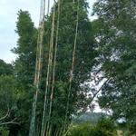 20170505 Fazenda silvicultura Bambu Bambusa oldhamii (1).jpg
