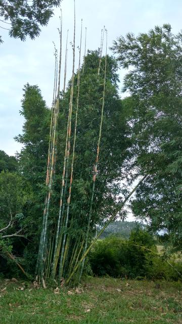 20170505 Fazenda silvicultura Bambu Bambusa oldhamii (1).jpg