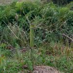 20170505 Fazenda silvicultura Bambusa.jpg