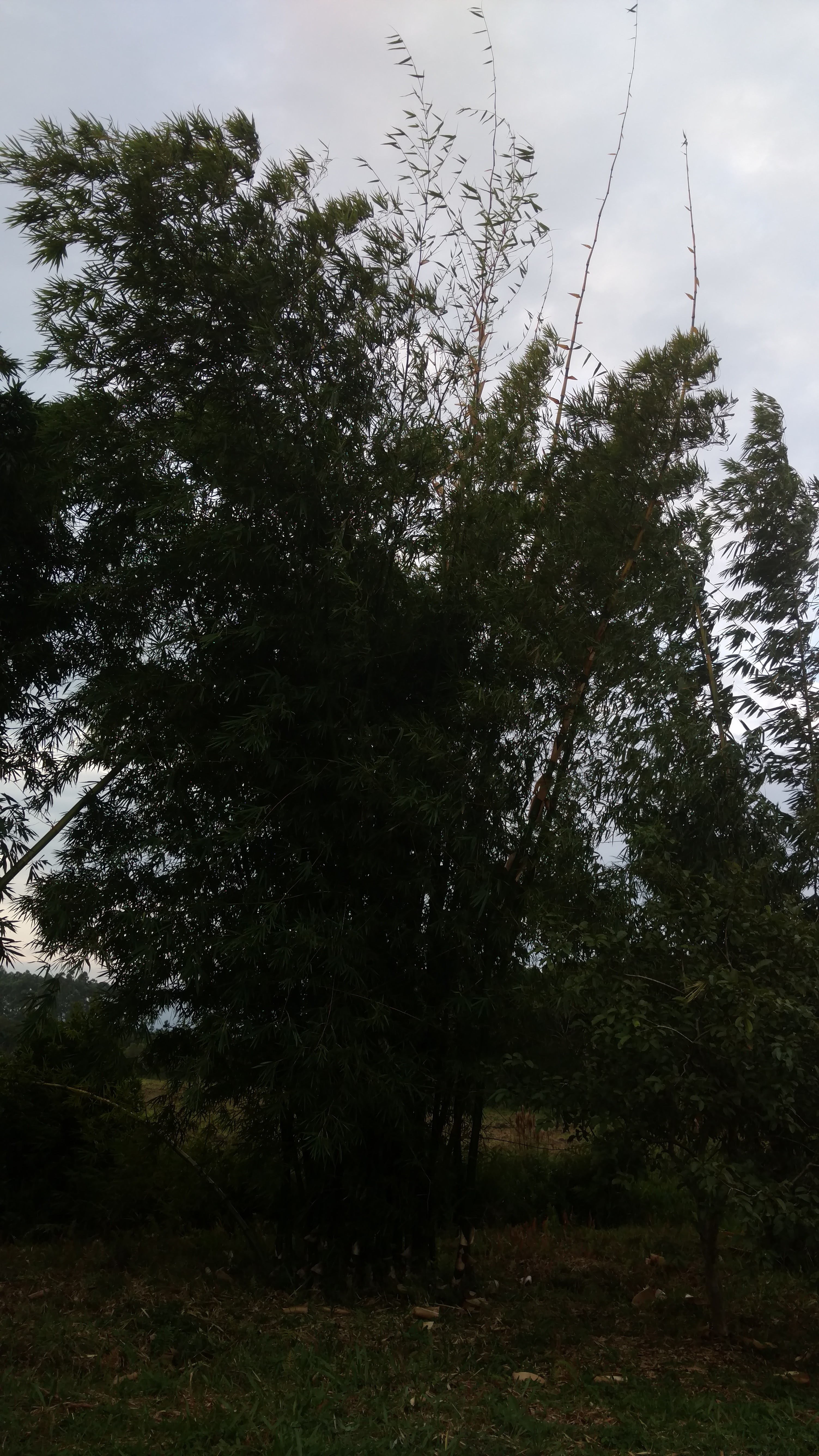 20170505 Fazenda silvicultura Bambusa vulgaris.jpg