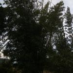 20170505 Fazenda silvicultura Bambusa vulgaris.jpg