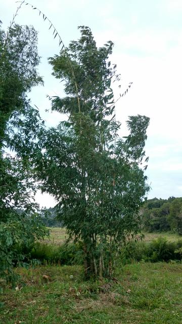 20170505 Fazenda silvicultura Dendrocalamus asper (1).jpg