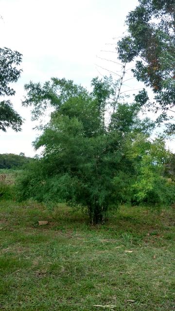 20170505 Fazenda silvicultura Dendrocalamus desconhecido maciço.jpg