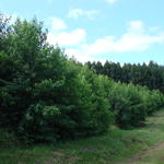Área Experimental Florestal