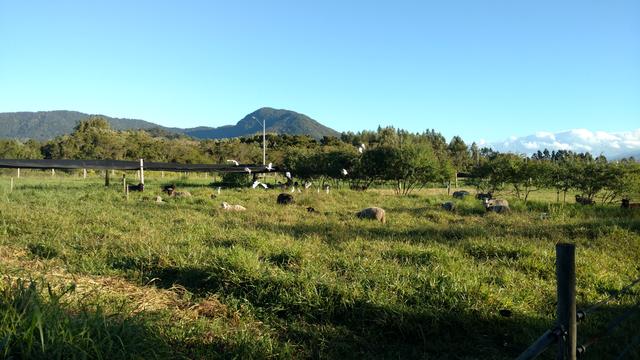 20170705 Fazenda Ovinocultura ovelhas e aves PRV 002.jpg
