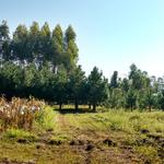 20170725 Fazenda Silvicultura e Lavoura Eucalipto Pinus 003.jpg