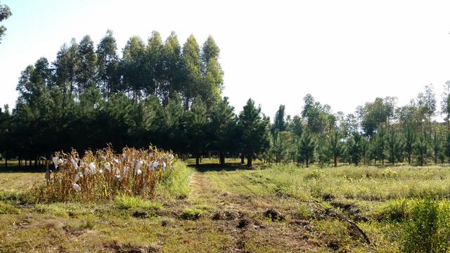 20170725 Fazenda Silvicultura e Lavoura Eucalipto Pinus 001.jpg