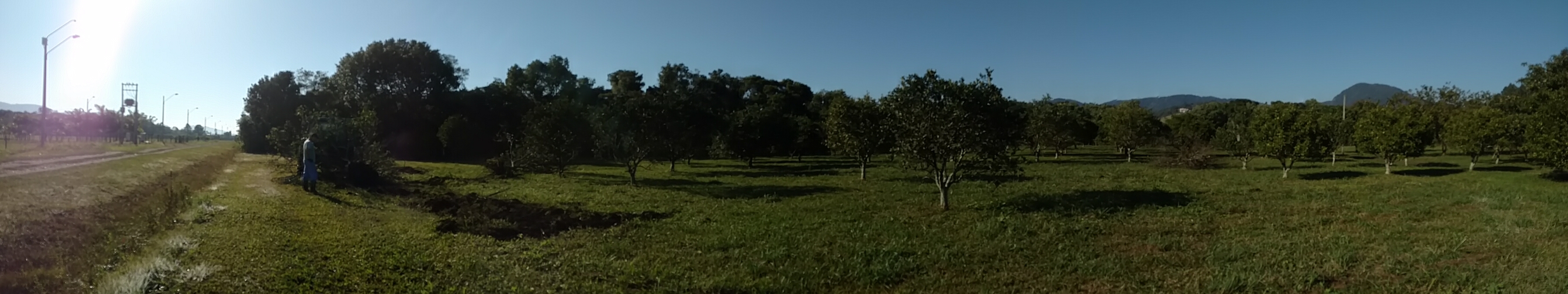 20170726 Fazenda Fruticultura renovação pomar citrus arranquio 006.jpg