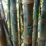 20170818 Fazenda Bambu marcação e manejo Dendrocalamus asper Rema.jpg