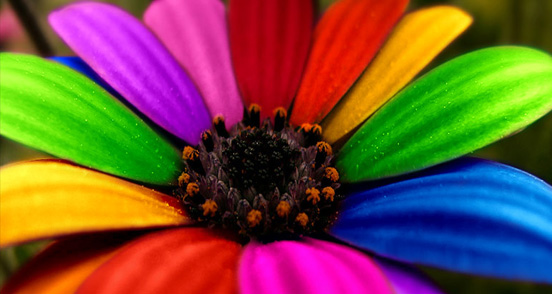 flor-colorida