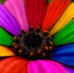 flor-colorida