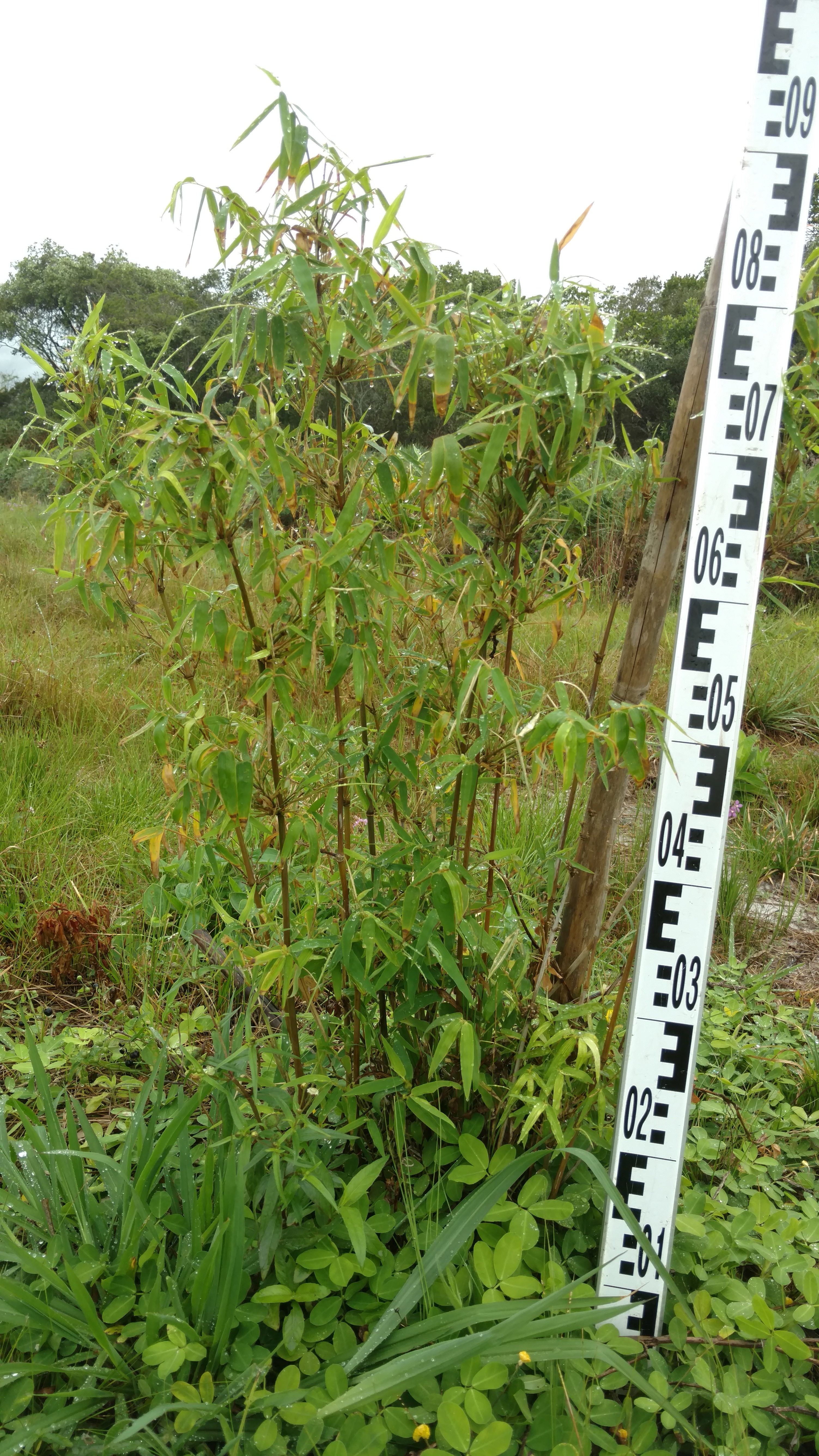20170925 Fazenda Bambuseto Censo crescimento touceiras (3) Dendrocalamus strictus A3.jpg