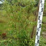 20170925 Fazenda Bambuseto Censo crescimento touceiras (3) Dendrocalamus strictus A3.jpg