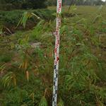 20170925 Fazenda Bambuseto Censo crescimento touceiras (4) Dendrocalamus sp. South Yunnan A4.jpg