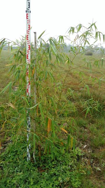 20170925 Fazenda Bambuseto Censo crescimento touceiras (9) Bambusa vulgaris nigra (Ventricosa) B3.jpg