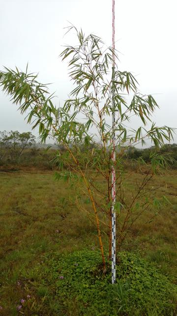 20170925 Fazenda Bambuseto Censo crescimento touceiras (10) Bambusa vulgaris vittata B2.jpg