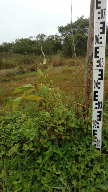20170925 Fazenda Bambuseto Censo crescimento touceiras (11) Guadua angustifolia bicolor B1.jpg