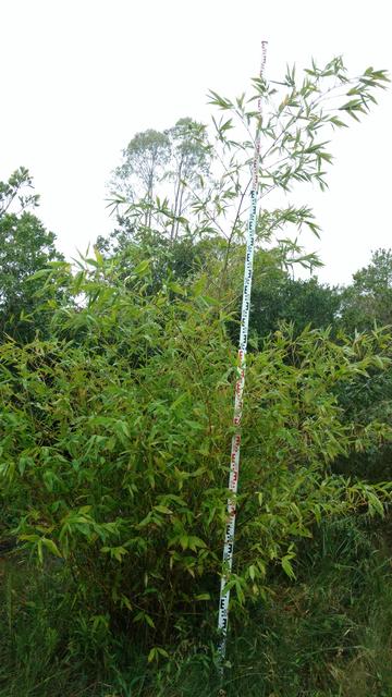 20170925 Fazenda Bambuseto Censo crescimento touceiras (12) Guadua angustifolia D0.jpg