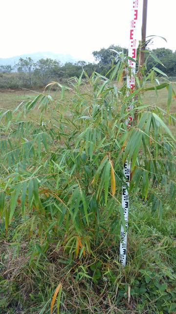 20170925 Fazenda Bambuseto Censo crescimento touceiras (14) Bambusa ventricosa D2.jpg