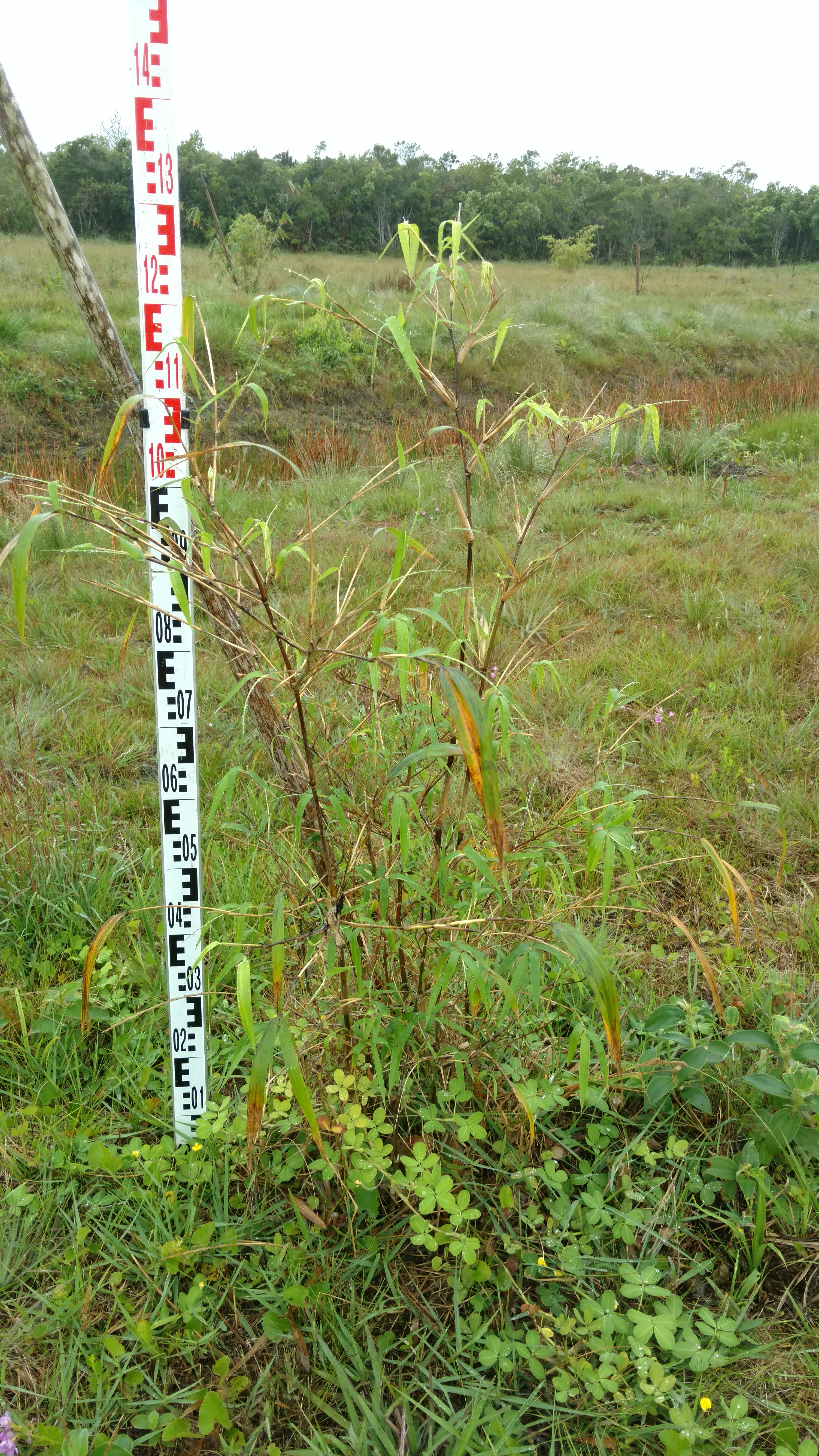20170925 Fazenda Bambuseto Censo crescimento touceiras (17) Bambusa polymorpha D5.jpg