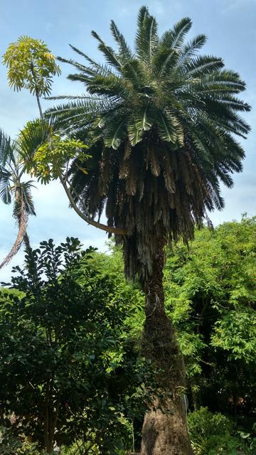 20170927 CCB Botânica Palmeira e árvore crescendo nela.jpg