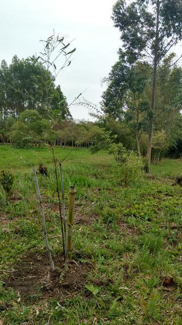 20171002 Fazenda plantio bambus no bambuseto silvicultura (1).jpg