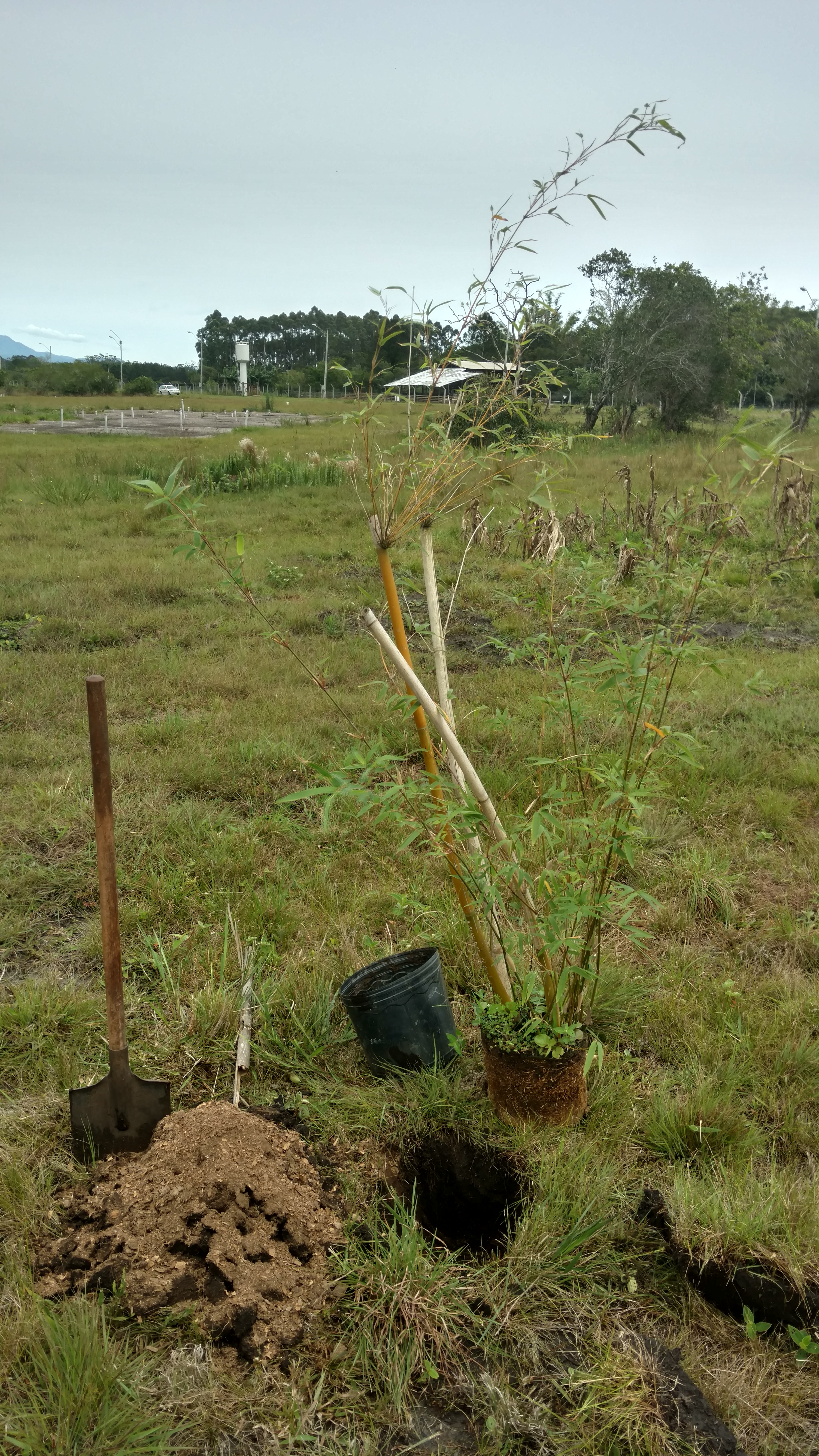 20171002 Fazenda plantio bambus no bambuseto silvicultura (2) Bambusa multiplex grande de Taquara RS D10.jpg