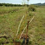 20171002 Fazenda plantio bambus no bambuseto silvicultura (3) Bambusa multiplex grande de Taquara RS D10.jpg