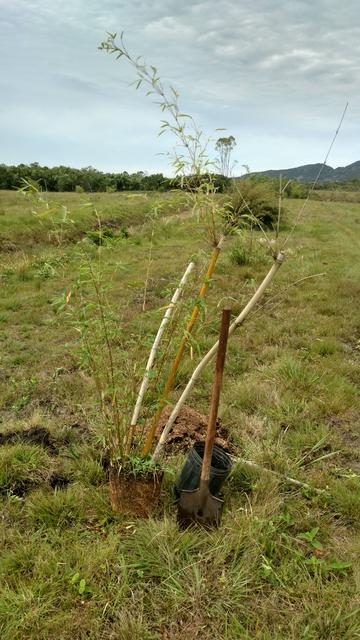 20171002 Fazenda plantio bambus no bambuseto silvicultura (3) Bambusa multiplex grande de Taquara RS D10.jpg