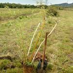 20171002 Fazenda plantio bambus no bambuseto silvicultura (4) Bambusa multiplex grande de Taquara RS D10.jpg