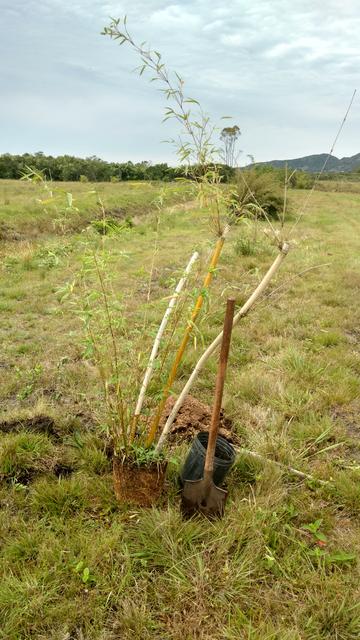 20171002 Fazenda plantio bambus no bambuseto silvicultura (4) Bambusa multiplex grande de Taquara RS D10.jpg